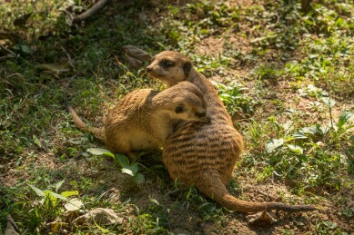 阳光下警觉的狐獴