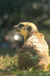 阳光下站立的狐獴