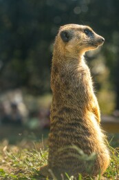 阳光下站立的狐獴