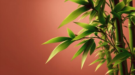 竹叶与茎干的特写