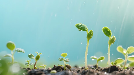 细雨滋润嫩绿小苗