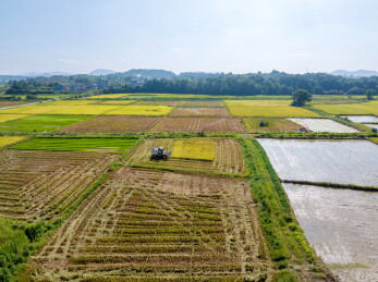 农民冒着酷暑高温抢收早稻、抢插晚稻秧苗