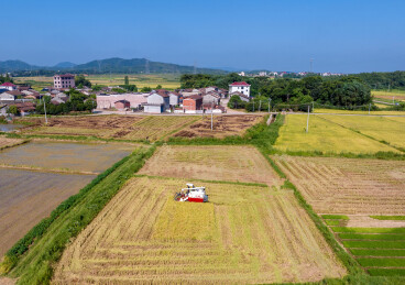 农民冒着酷暑高温抢收早稻、抢插晚稻秧苗