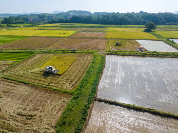 农民冒着酷暑高温抢收早稻、抢插晚稻秧苗