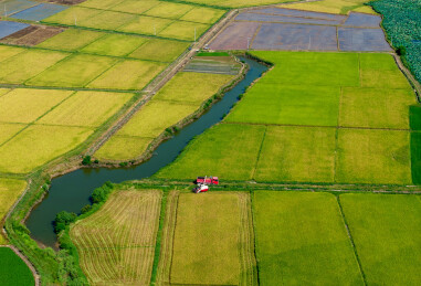 农民冒着酷暑高温抢收早稻、抢插晚稻秧苗
