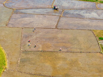 农民冒着酷暑高温抢收早稻、抢插晚稻秧苗