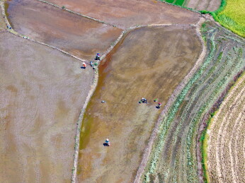 农民冒着酷暑高温抢收早稻、抢插晚稻秧苗