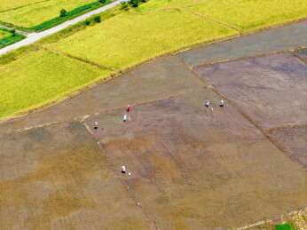 农民冒着酷暑高温抢收早稻、抢插晚稻秧苗
