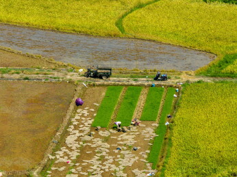 农民冒着酷暑高温抢收早稻、抢插晚稻秧苗