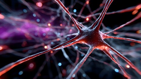 神经元网络微观结构