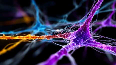 神经元网络结构特写