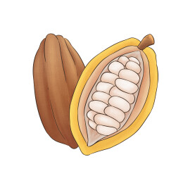 可可果切面和可可豆