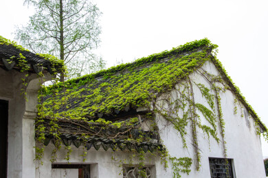 古建筑屋顶和白墙爬满藤本植物