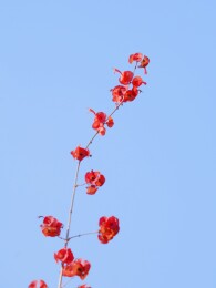 蓝天下的冬红花