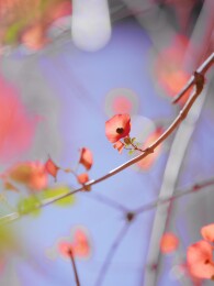 冬红花特写