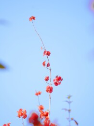 蓝天下的冬红