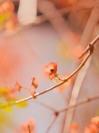 冬红花特写