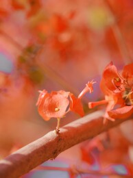 冬红花特写
