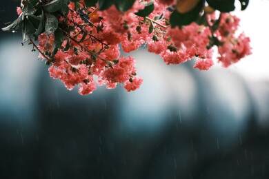 夏天雨中的紫薇花