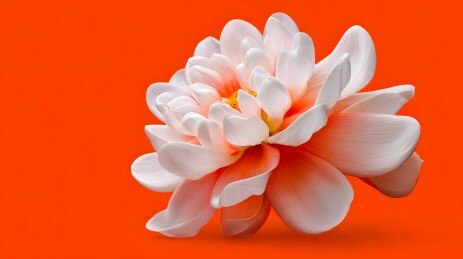 橙背景上绽放的粉白花朵