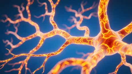 橙黄神经元分支结构