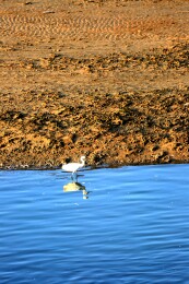 山东日照：老渔民在晨光中赶海归来收获满满