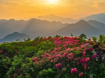 大别山乡映山红