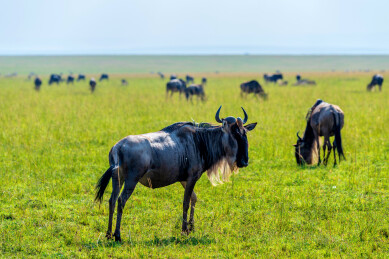 非洲肯尼亚马赛马拉迁徙中的角马群