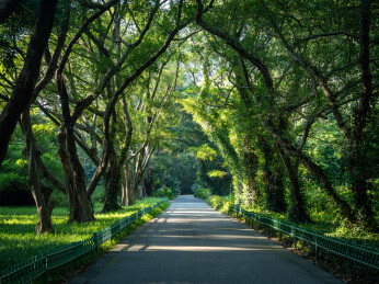 大树与阳光自然风景绿植