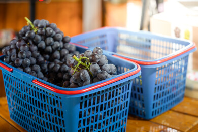蓝筐中的新鲜葡萄