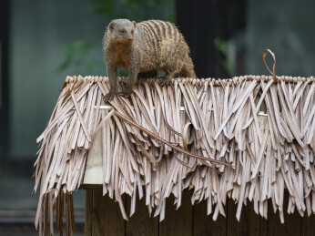 动物园里的狐獴特写