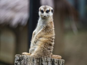 细尾獴的神态特写