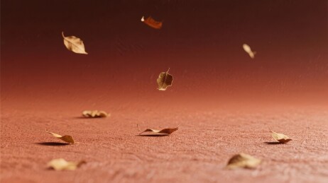 落叶飘落于红土之上