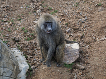 群居狒狒的动作行为