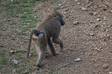 群居狒狒的动作行为