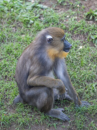 群居狒狒的动作行为