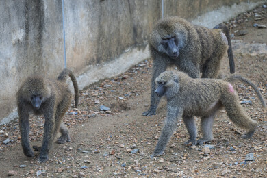 群居狒狒的动作行为