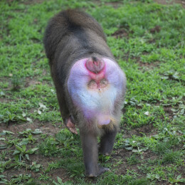 群居狒狒的动作行为