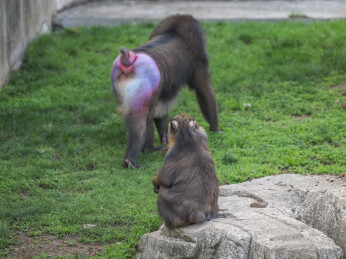 群居狒狒的动作行为