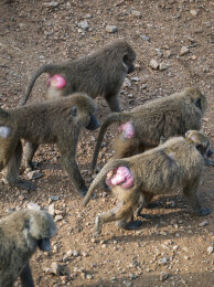 群居狒狒的动作行为