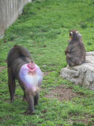 群居狒狒的动作行为