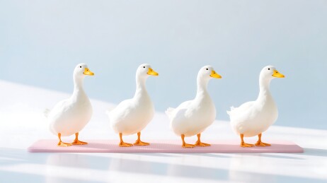 四只白色鸭子排成一排