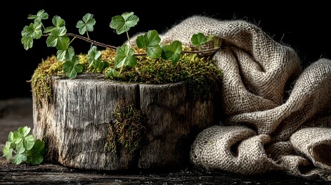 木桩上的青苔与植物