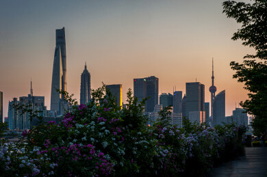 蔷薇映陆家嘴晚霞