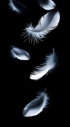 黑底白羽轻盈飘落 艺术摄影宁静氛围