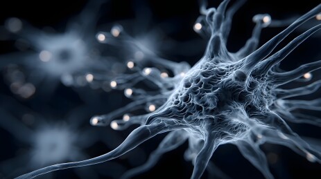 神经元细胞结构特写