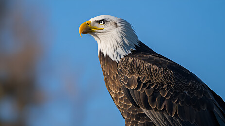 雄鹰展翅美国国鸟白头鹰与特写