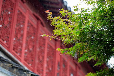雨中古建筑窗户与绿叶