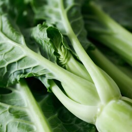 绿意盎然：新鲜蔬菜摄影