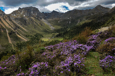 香格里拉雪层杜鹃